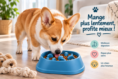 Bol Anti- Glouton pour Chien- Repas Plus lent et Digestion Plus Confortable